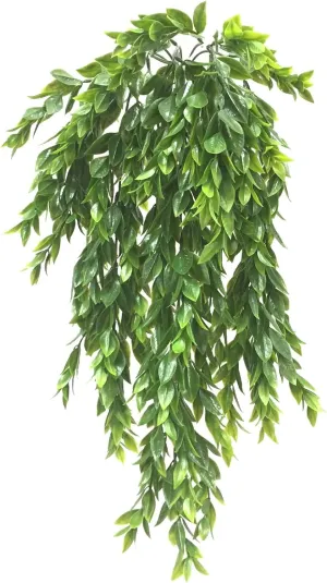 Ashland 6 Pack: Hanging Ruscus Bush